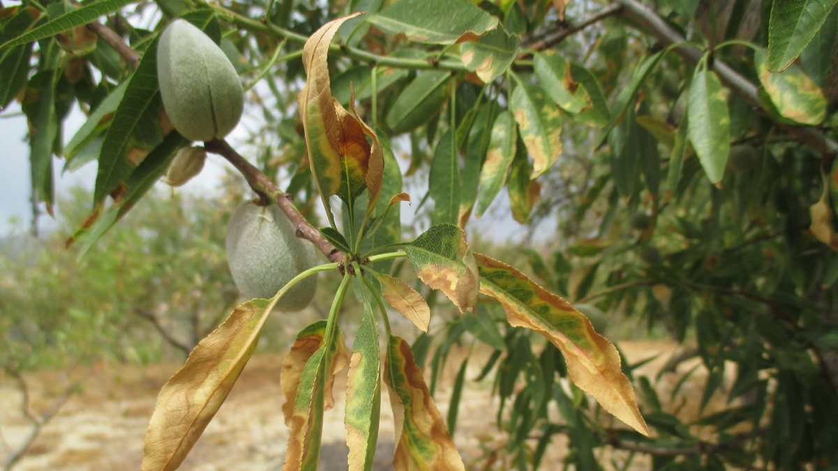 xylella IVIA.jpg
